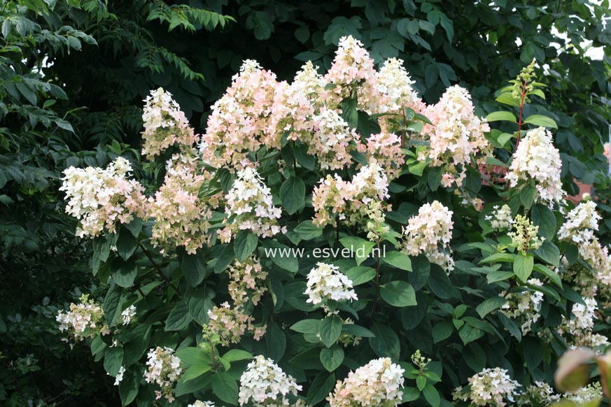 Hydrangea paniculata 'Ammarin'