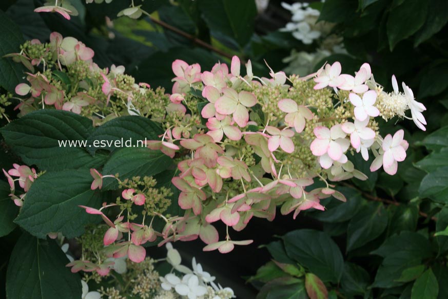 Hydrangea paniculata 'Pink Diamond'