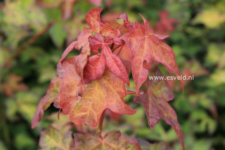 Acer cappadocicum 'Aureum'