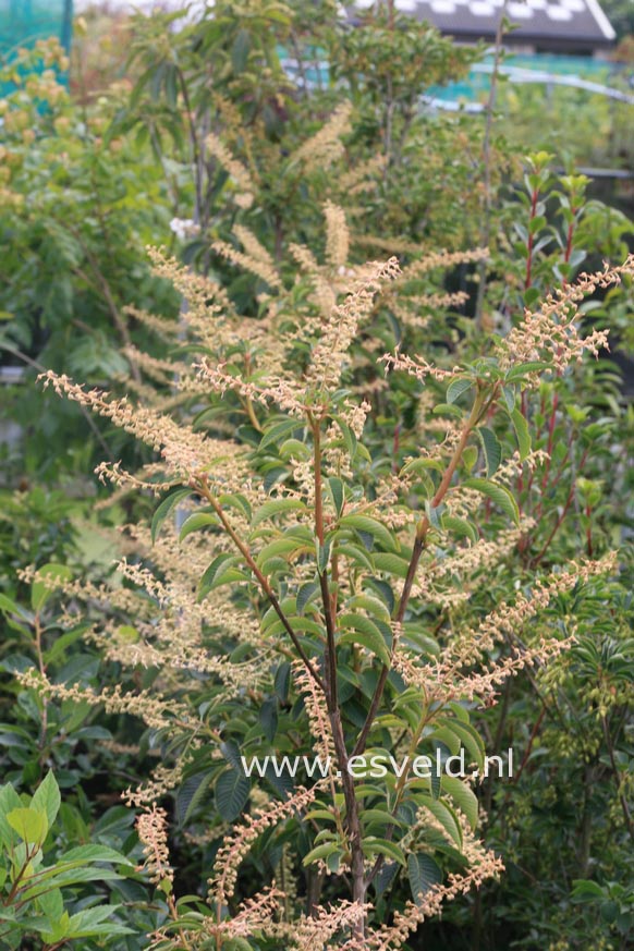 Clethra delavayi