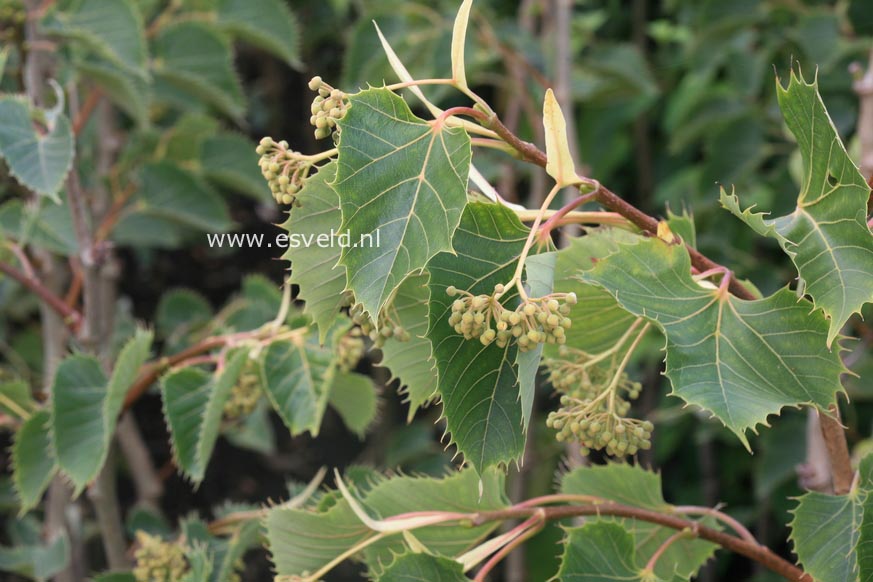 Tilia henryana