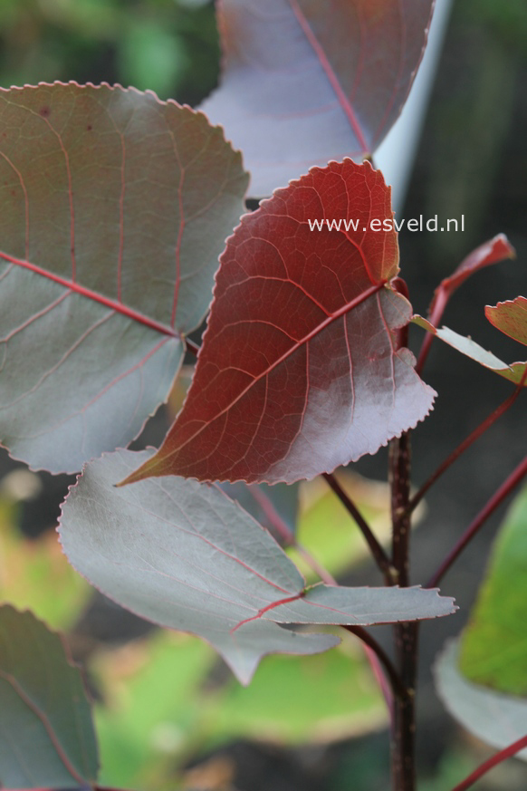 Populus deltoides 'Purple Tower'