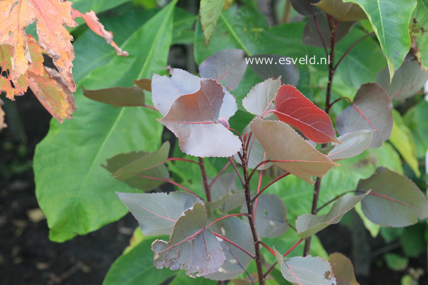 Populus deltoides 'Purple Tower'