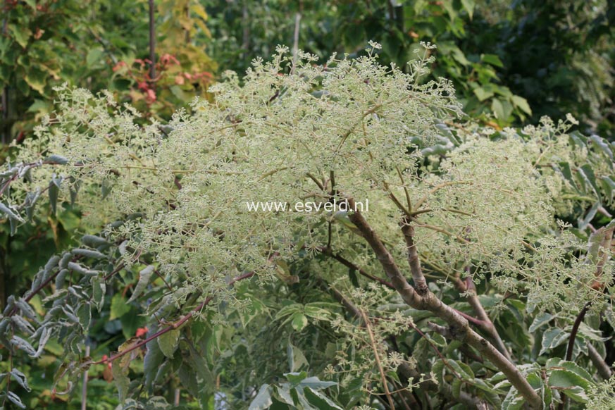 Aralia elata 'Silver Umbrella'