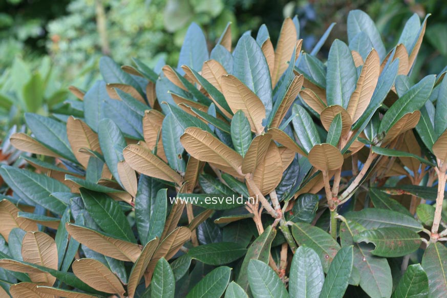 Rhododendron uvariifolium