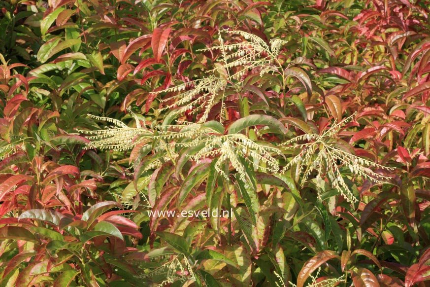 Oxydendrum arboreum