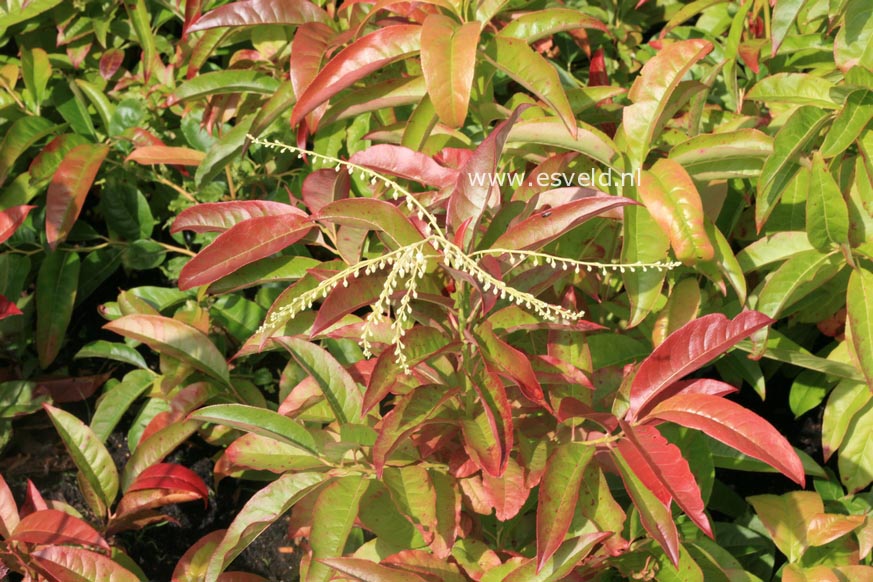 Oxydendrum arboreum