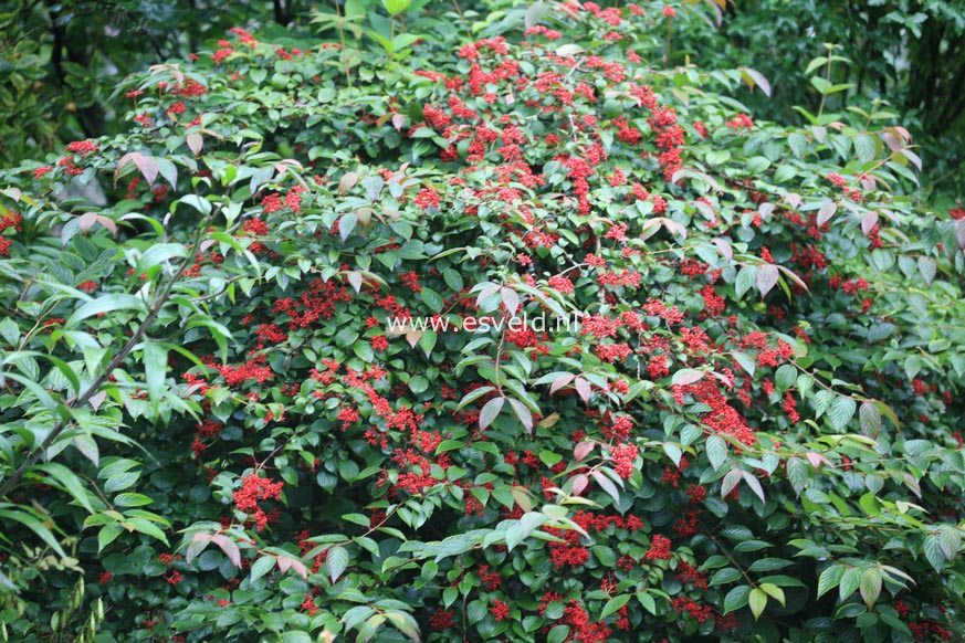 Viburnum plicatum 'Dart's Red Robin'