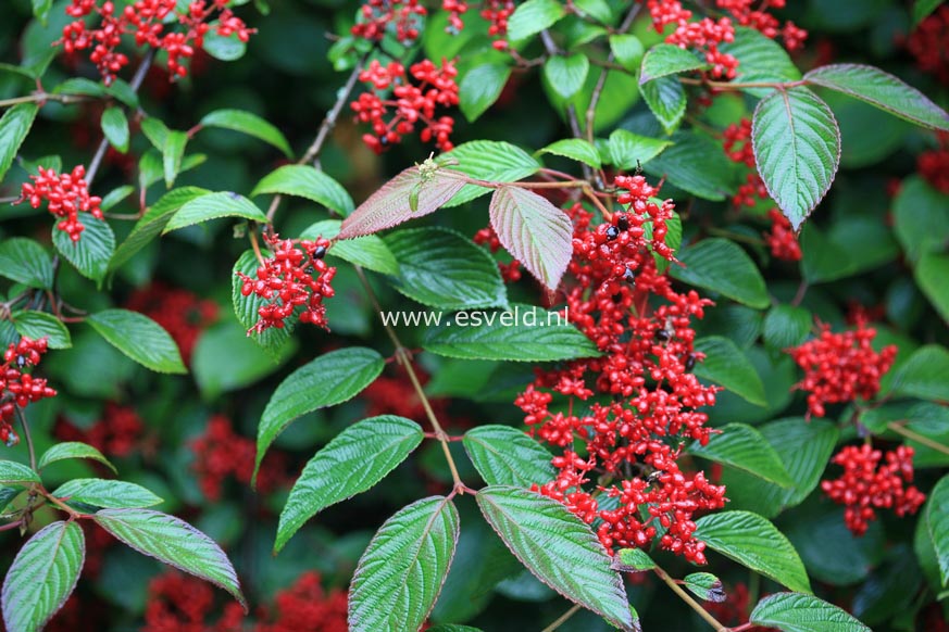 Viburnum plicatum 'Dart's Red Robin'