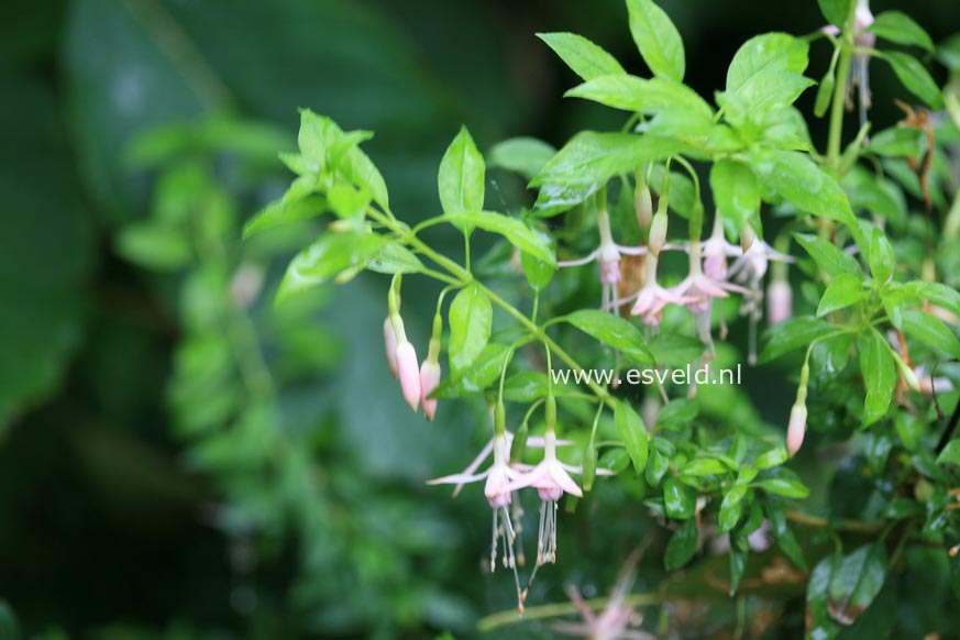 Fuchsia magellanica 'Alba'
