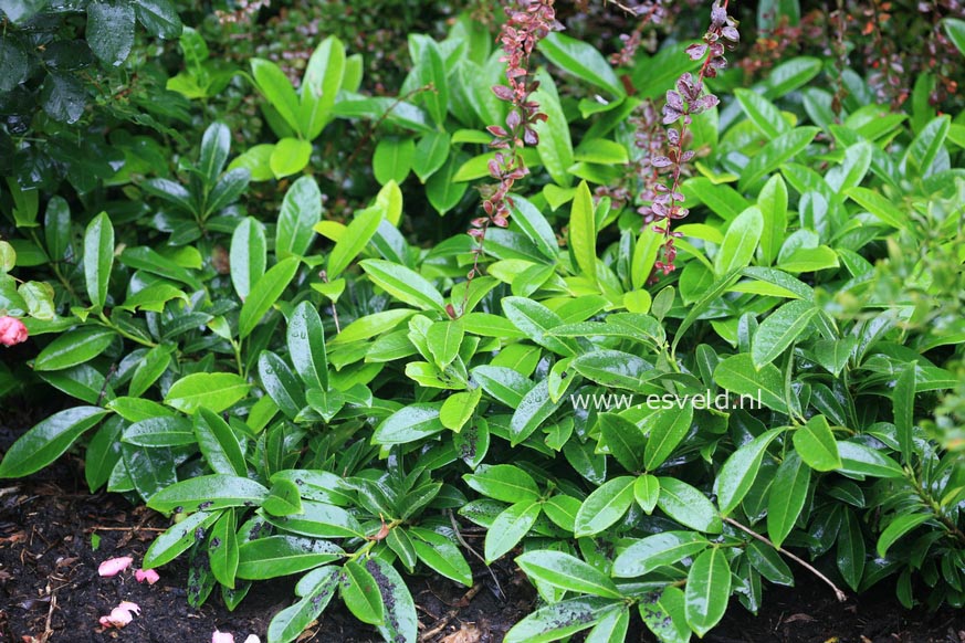 Prunus laurocerasus 'Mount Vernon'