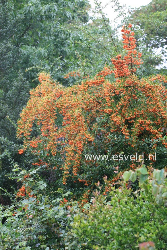 Pyracantha 'Orange Glow'