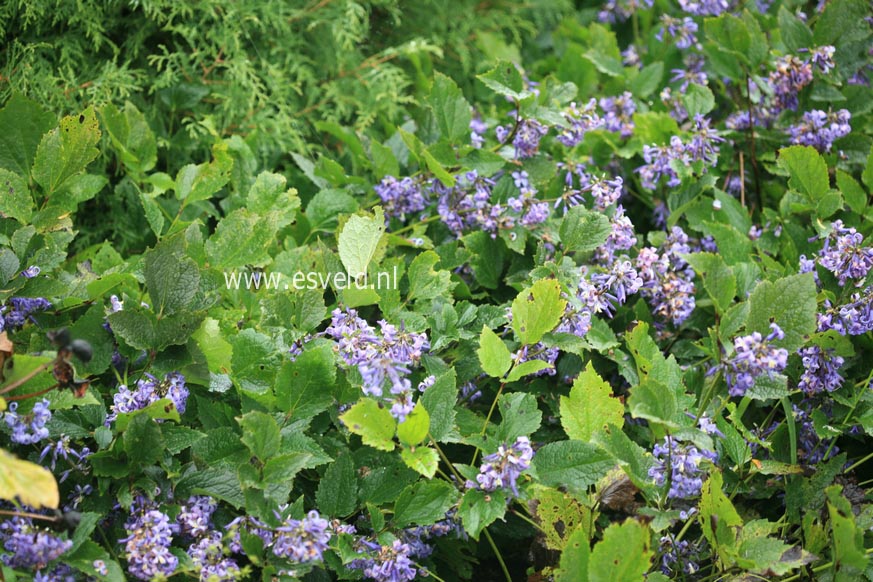 Clematis 'New Love'
