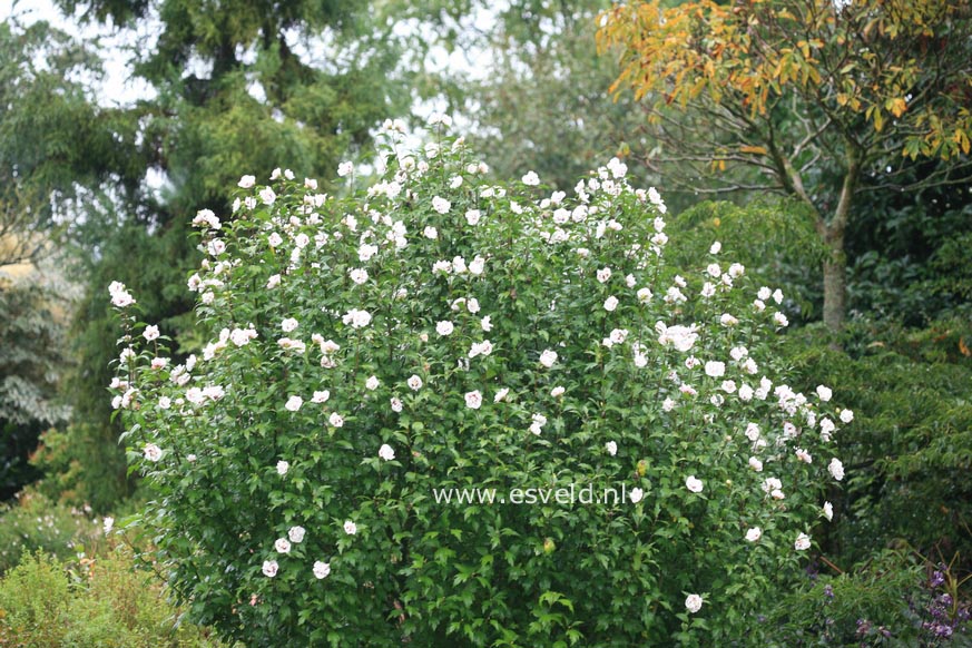 Hibiscus syriacus 'Speciosus'