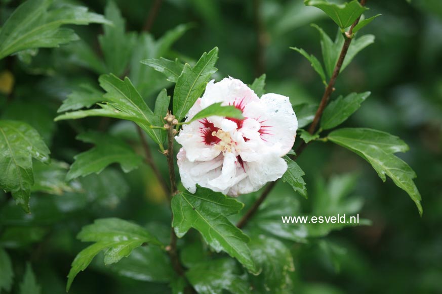 Hibiscus syriacus 'Red Heart'