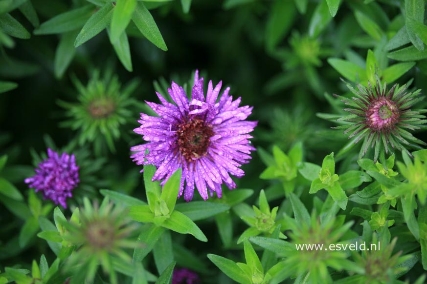 Aster novae-angliae 'Purple Dome'