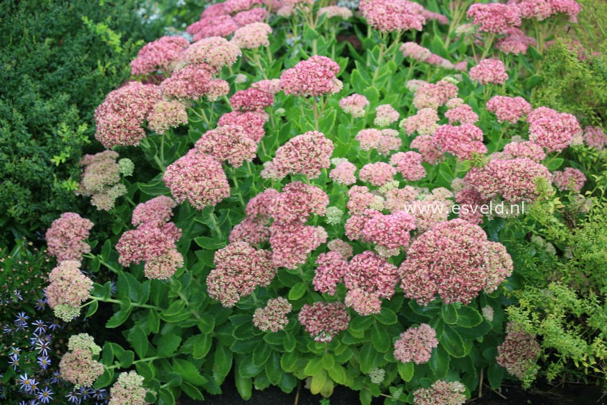 Sedum 'Herbstfreude'