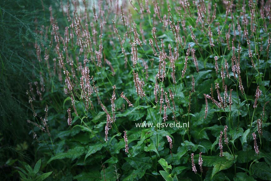 Persicaria amplexicaulis 'Rosea'