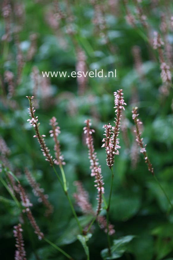 Persicaria amplexicaulis 'Rosea'