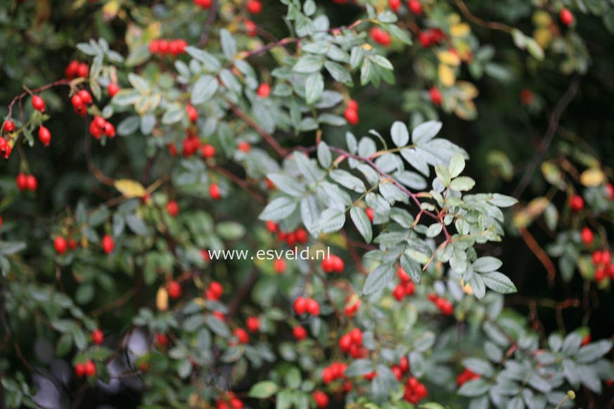Rosa glauca