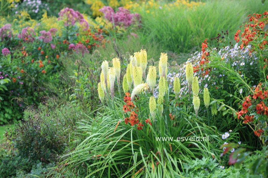 Kniphofia 'Percy's Pride'