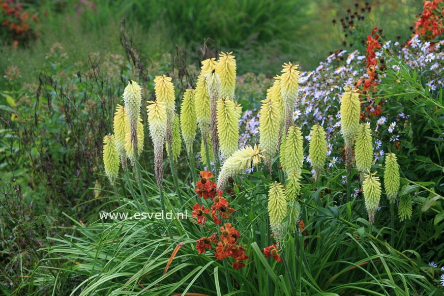 Kniphofia 'Percy's Pride'