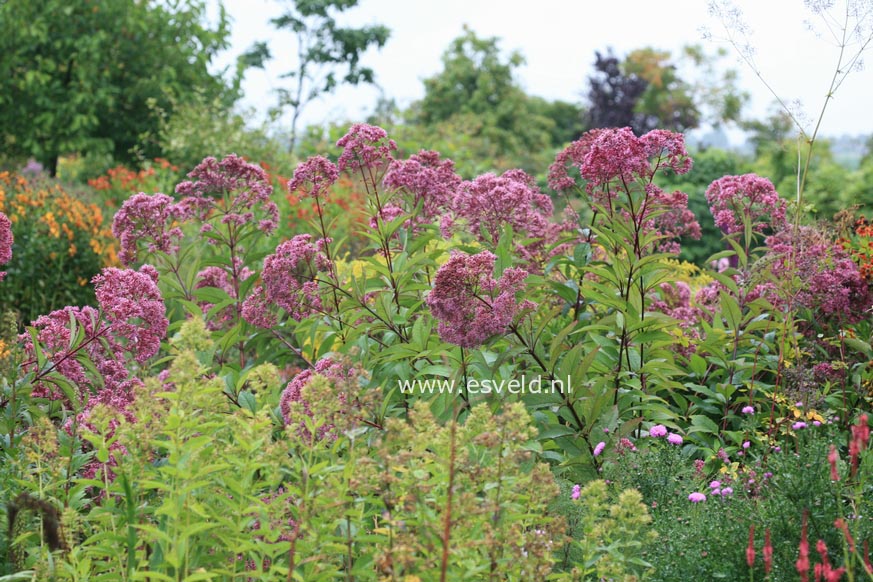 Eupatorium maculatum 'Atropurpureum'