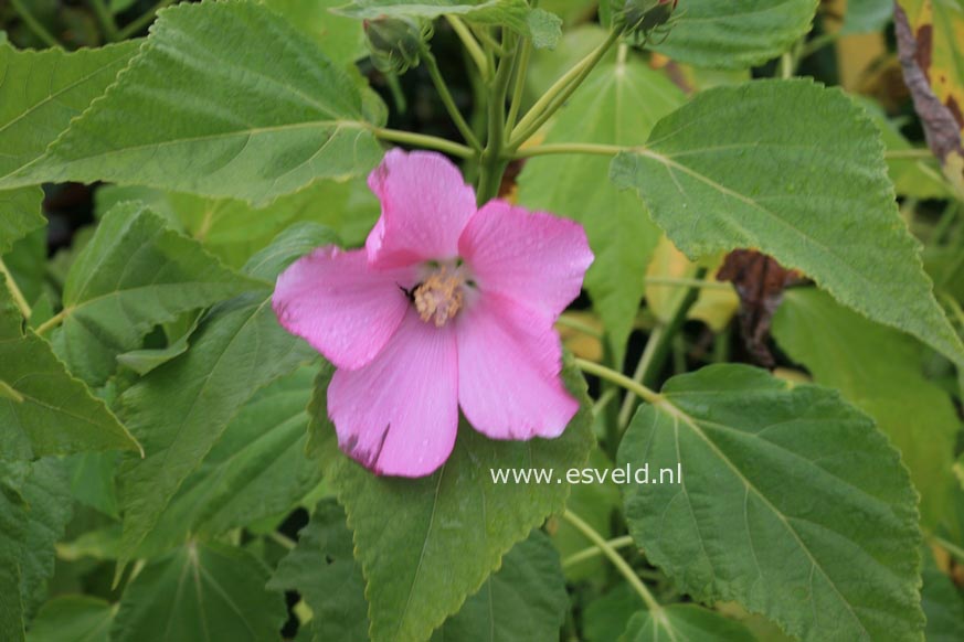 Hibiscus moscheutos