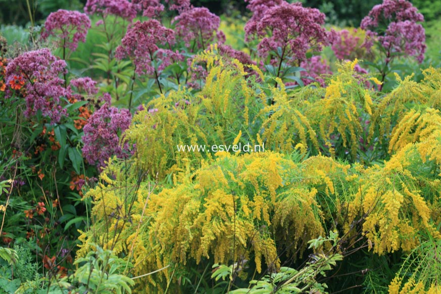 Solidago 'Laurin'