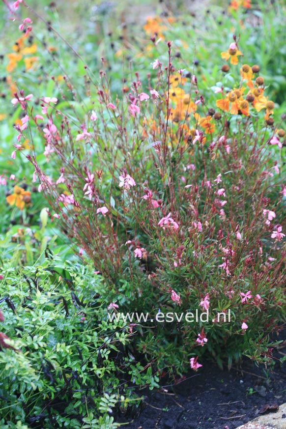 Gaura lindheimeri 'Siskiyou Pink'