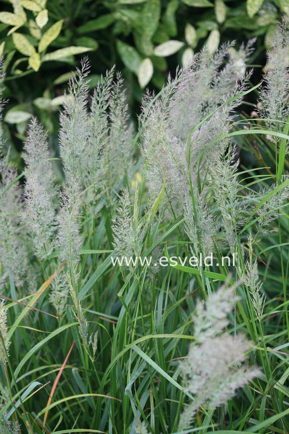 Sorghastrum nutans