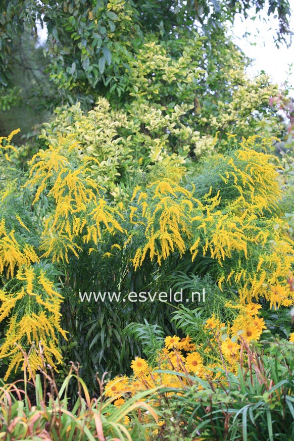 Solidago 'Laurin'