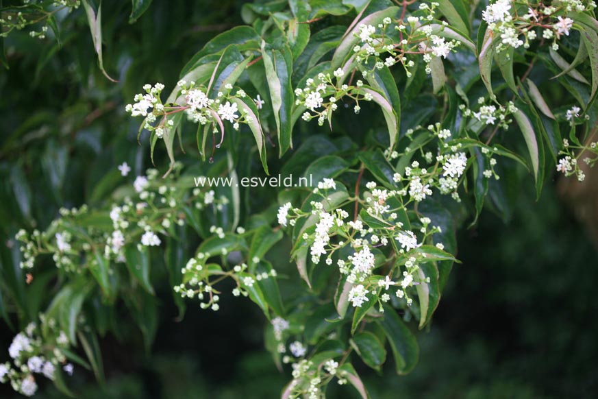 Heptacodium miconioides