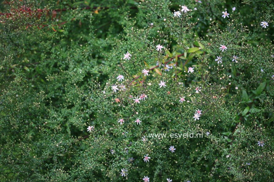 Aster lateriflorus 'Prince'