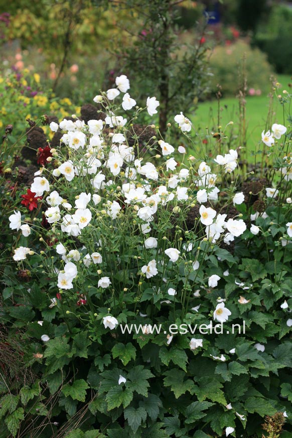 Anemone hybrida 'Honorine Jobert'