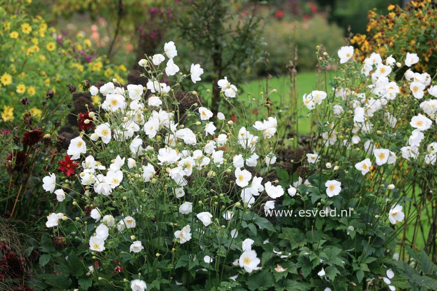 Anemone hybrida 'Honorine Jobert'