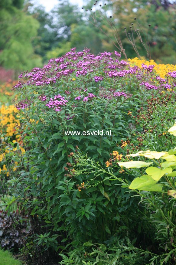 Plantentuin Esveld