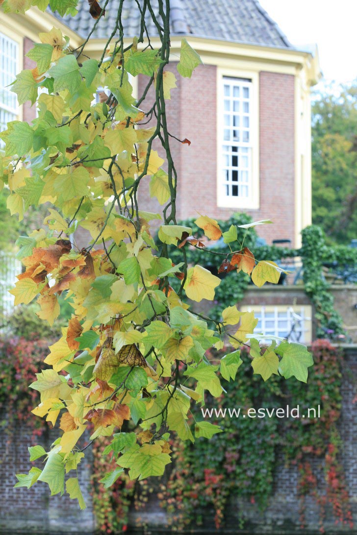 Liriodendron tulipifera