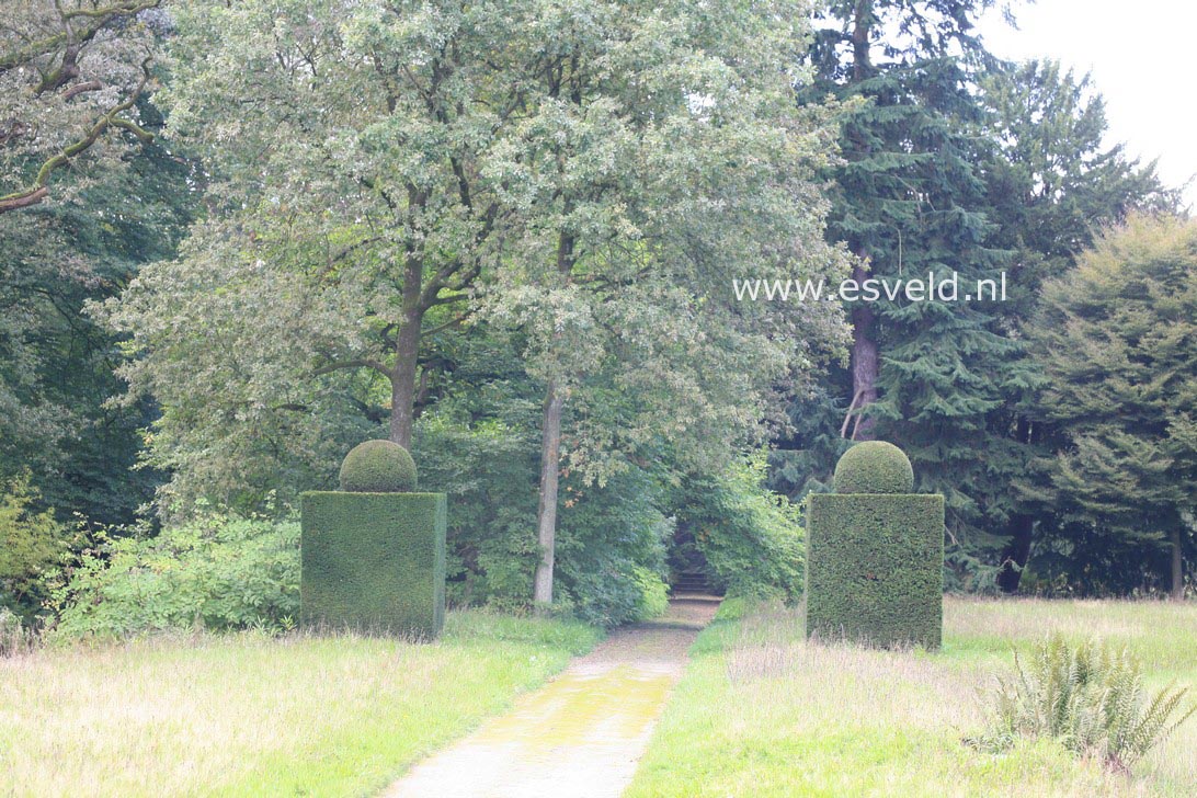 Taxus baccata