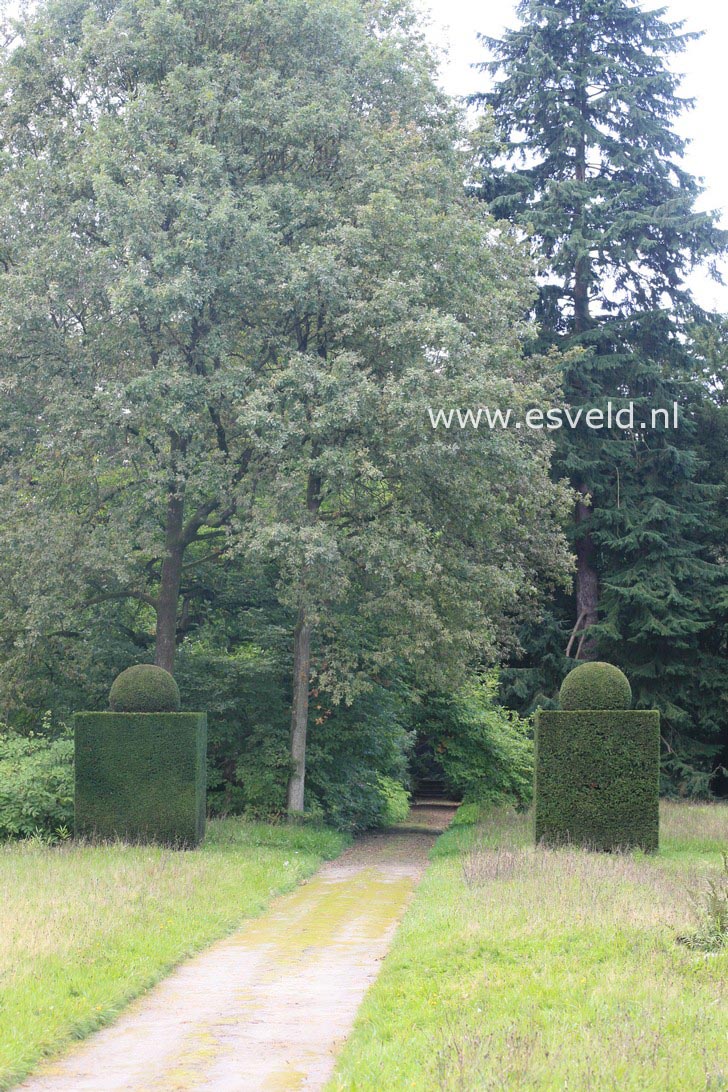 Taxus baccata
