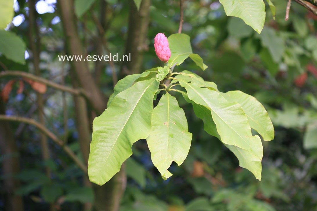 Magnolia tripetala