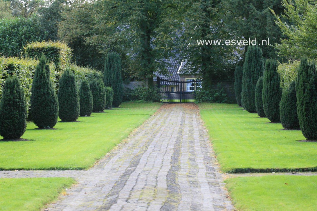 Taxus baccata 'Fastigiata'