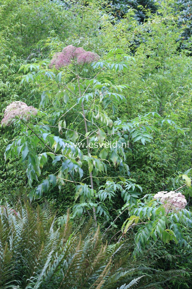 Sambucus canadensis 'Maxima'