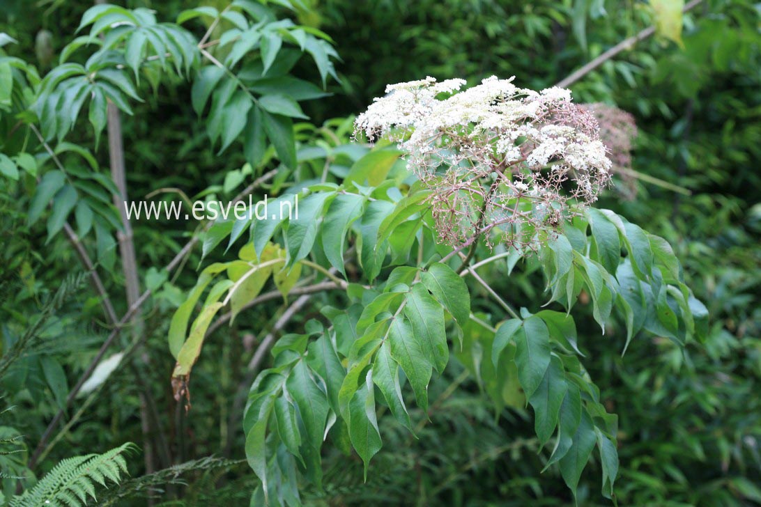 Sambucus canadensis 'Maxima'