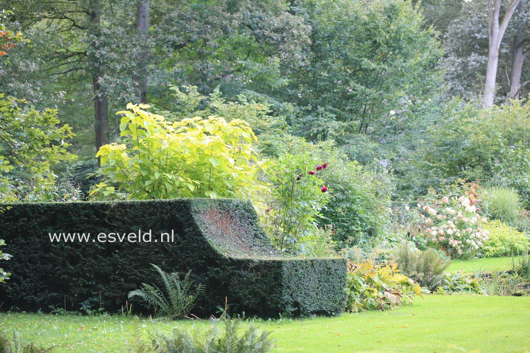Taxus baccata