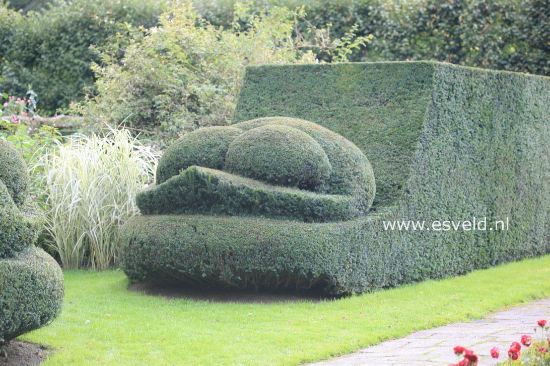 Taxus baccata