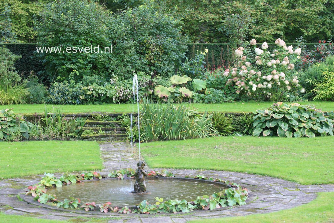 Hydrangea paniculata 'Grandiflora'