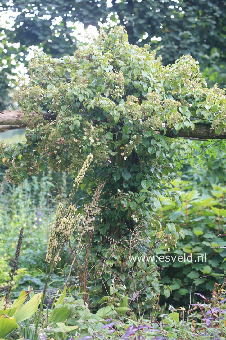 Hydrangea anomala petiolaris