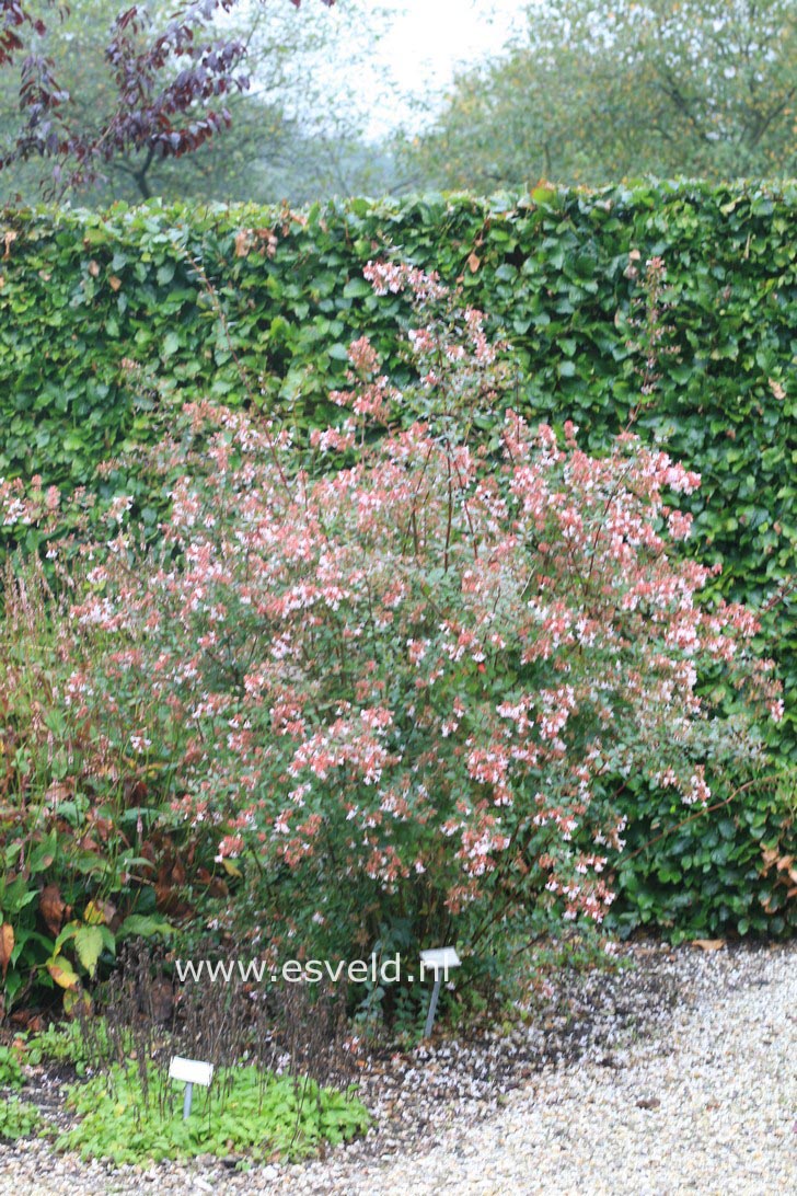 Abelia grandiflora