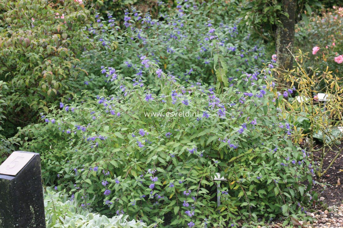 Caryopteris incana 'Cary'